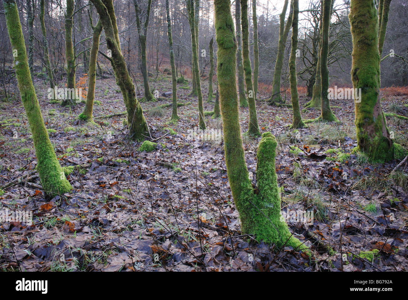 Violette und grüne Wintertöne in Kenick Wood, Laurieston Forest, Dumfries und Galloway, SW Scotland, Großbritannien Stockfoto