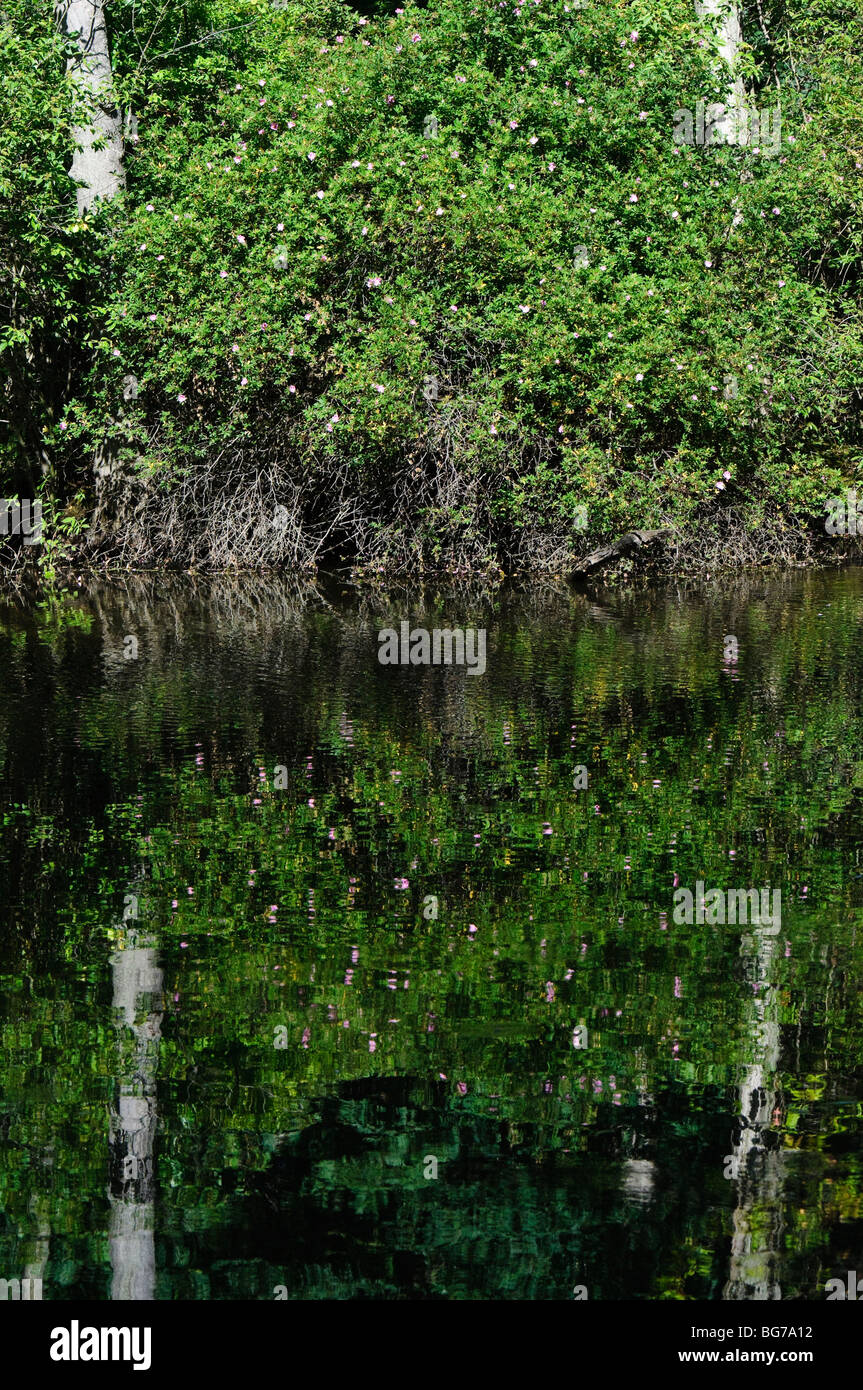 Prairie Rosen spiegeln sich in Mallard See Eiche Öffnungen zu bewahren, in der Nähe von Toledo Ohio. Stockfoto