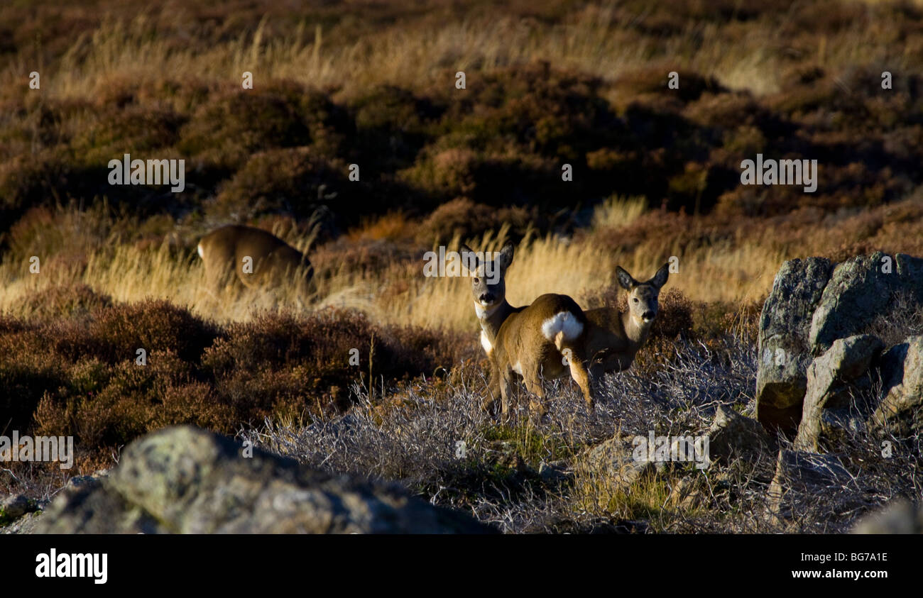 Rehe, Capreolus Capreolus, auf einem schottischen Moor, Grampian Mountain Range, Aberdeenshire, UK Stockfoto