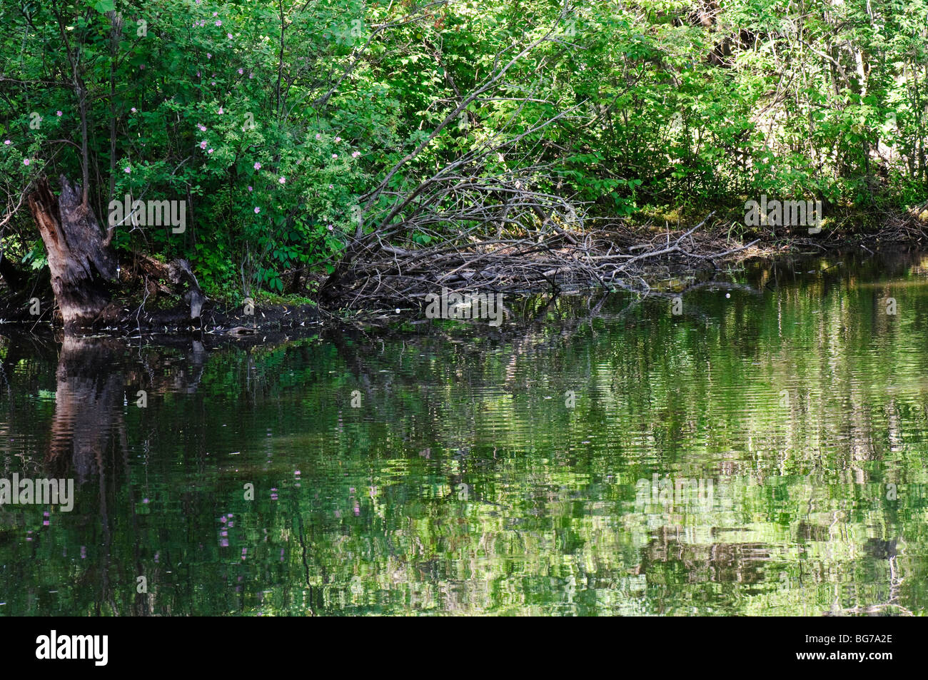 Prairie rose Blumen und ein toter Baum am Rande der Stockente See Eiche Öffnungen zu bewahren, in der Nähe von Toledo Ohio Stockfoto