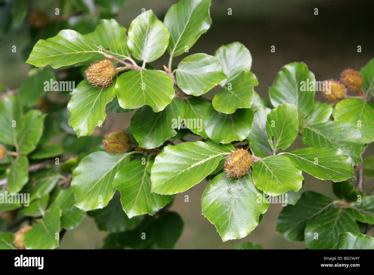 Buche-Mast, Fagus Sylvatica, Fagaceae Stockfoto