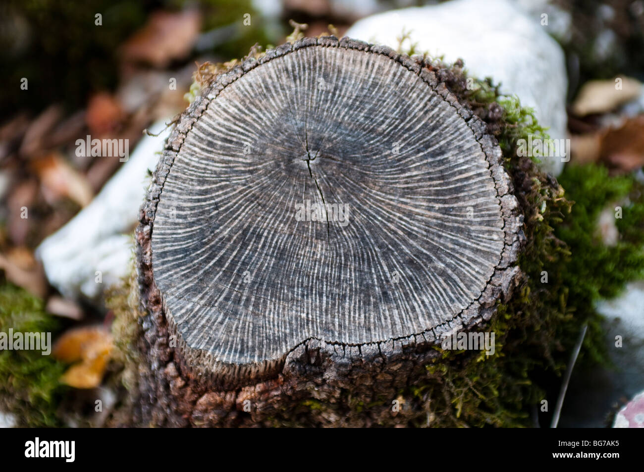 Baumstumpf mit Linien, in der Nähe von Ganges, Südfrankreich Stockfoto