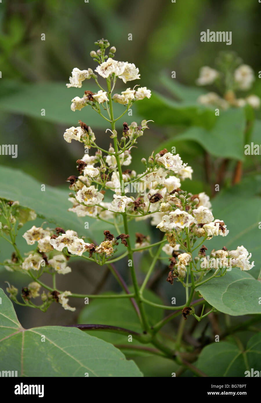 Beijing Catalpa, chinesische Catalpa, chinesische Catawba, Zwerg indische Bean Tree, Manchurian