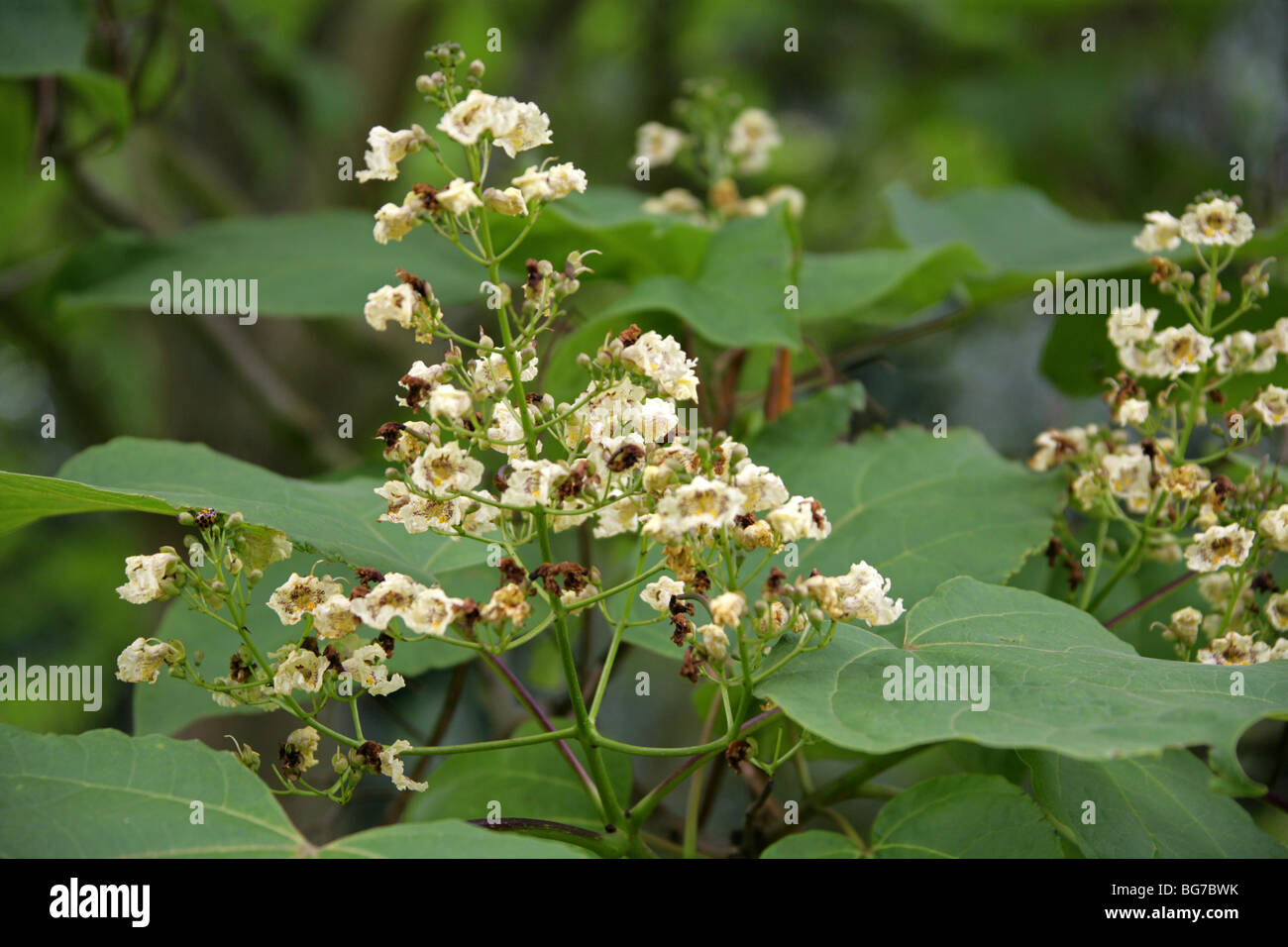Beijing Catalpa, chinesische Catalpa, chinesische Catawba, Zwerg