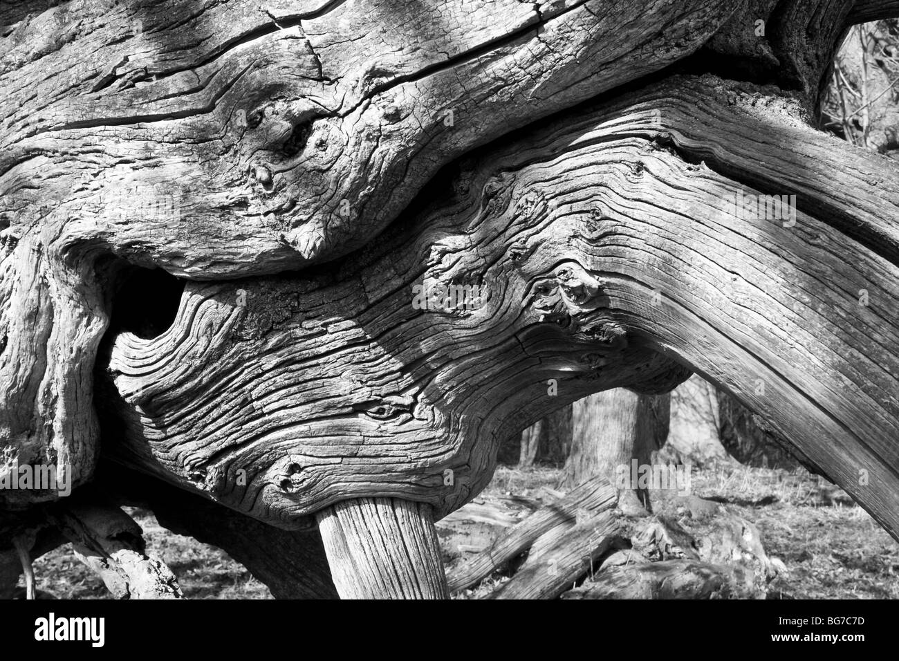 Elefant Baum, England, UK Stockfoto