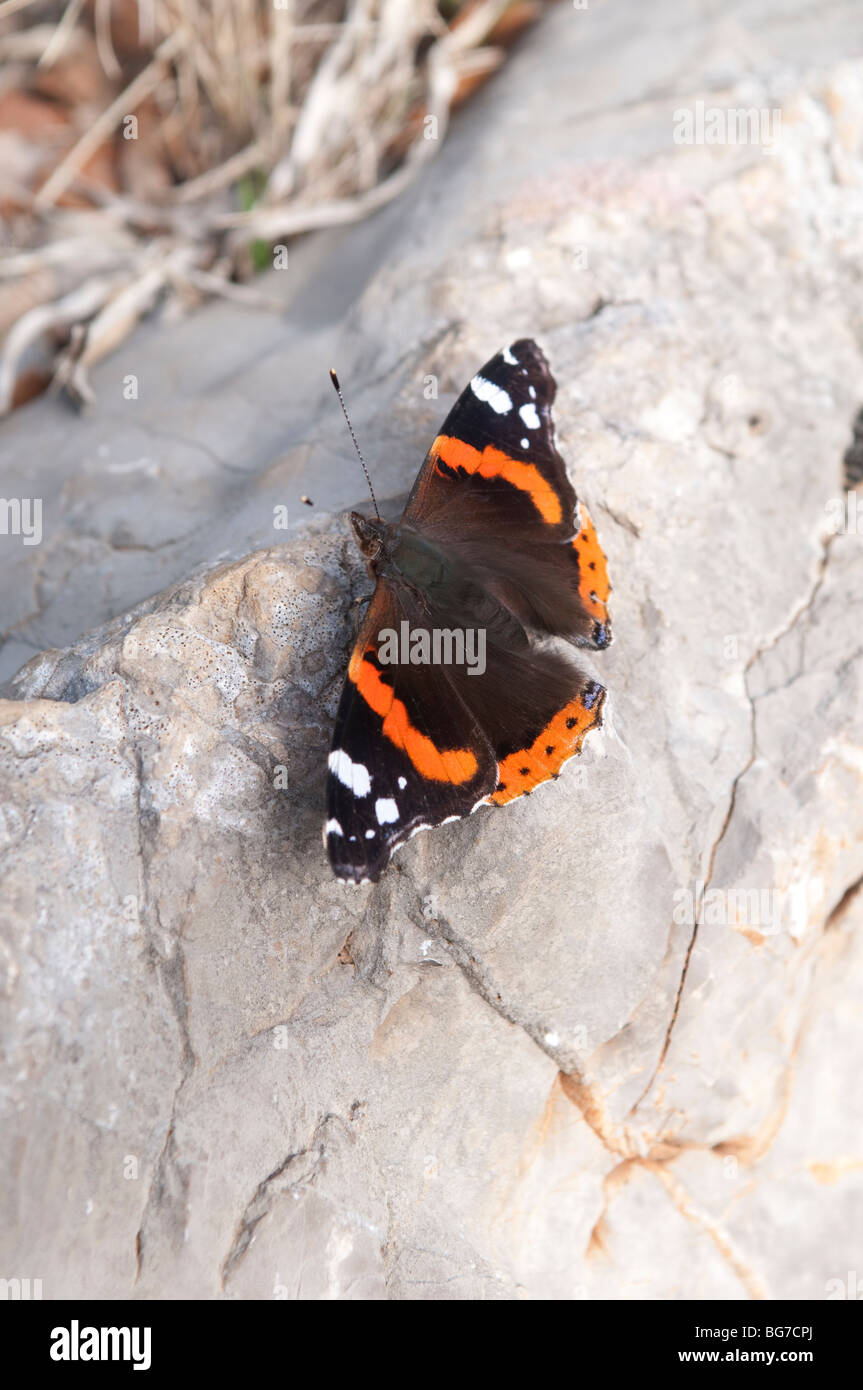 Buttterfly, Pic St. Loup, Herault, Frankreich Stockfoto