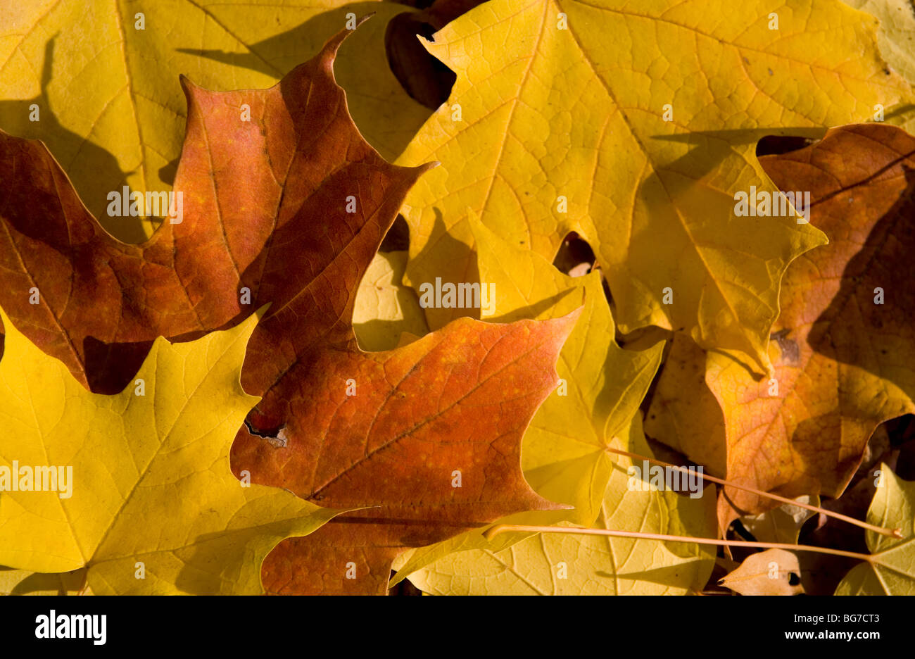 golden farbigem Laub Stockfoto