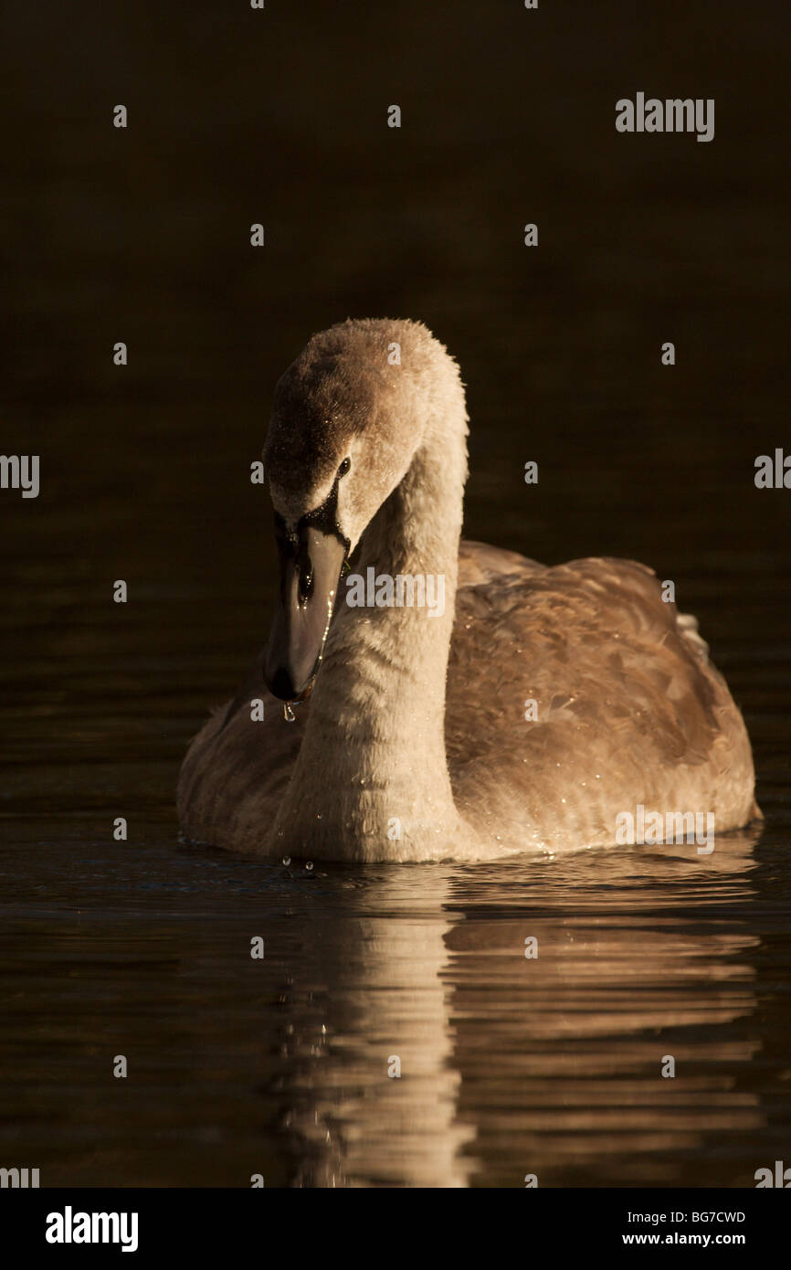 Wasser tropft vom schnabel Fotos und Bildmaterial in hoher Auflösung Alamy