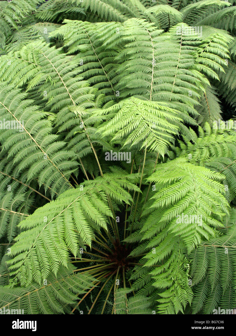 Weicher baumfarn Fotos und Bildmaterial in hoher Auflösung Alamy