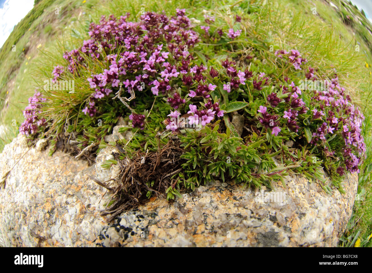 Wild Mountain Blume, Meranges, Pyrenäen von Spanien Stockfoto