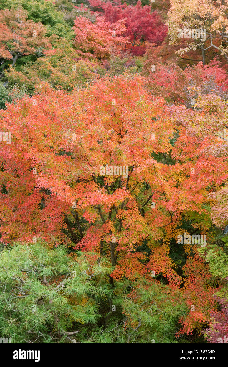 Garten Honshu Japan Kyoto Tofuku-Ji Zen Schrein Stockfoto