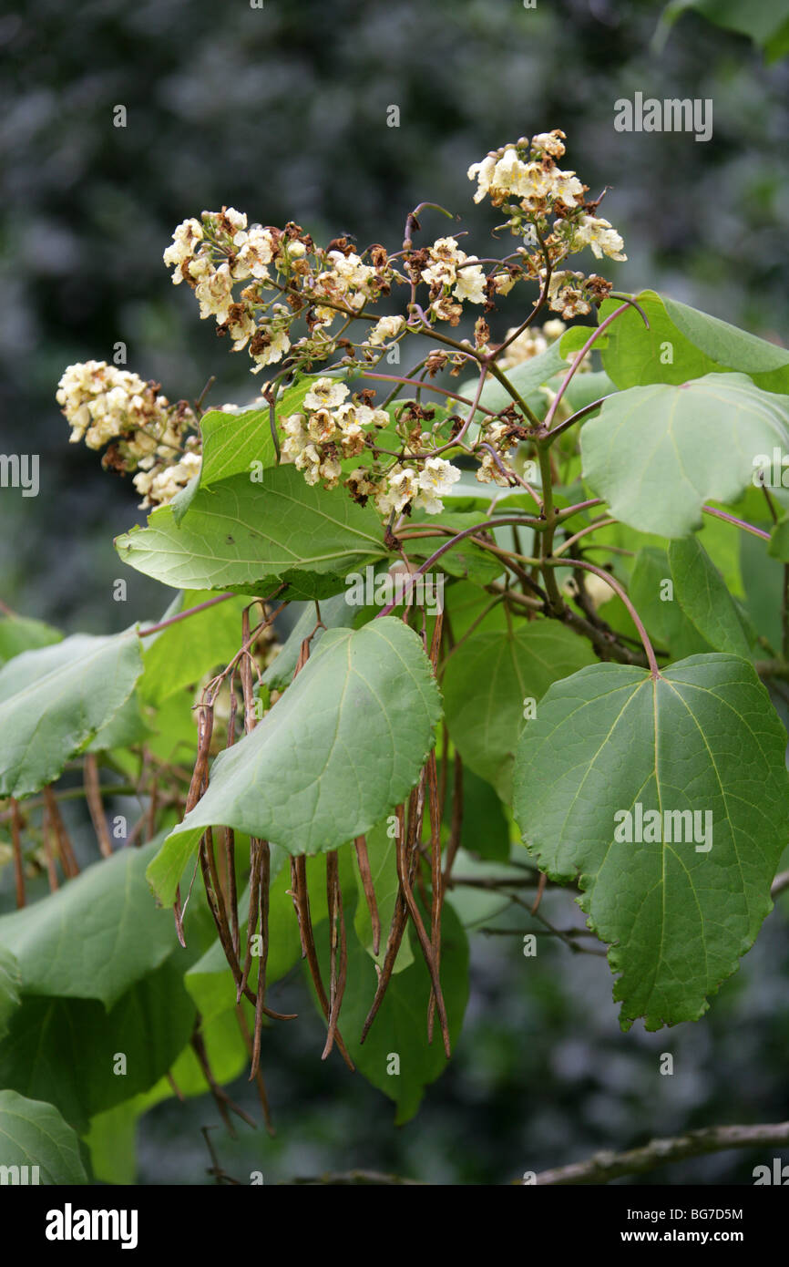 Chinesische Catalpa, japanische Catalpa oder gelbe Catalpa, Catalpa