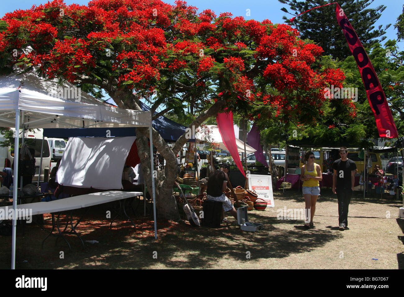 Poinciana Baum auf einem Markt in Brunswick Heads, Australien Stockfoto