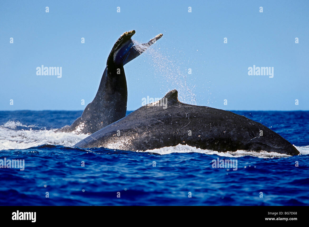 Buckel-Wale, Impressionen Novaeangliae in wettbewerbsfähige Gruppe, Lobtailing oder Heck-slapping, Hawaii, USA, Pazifik Stockfoto