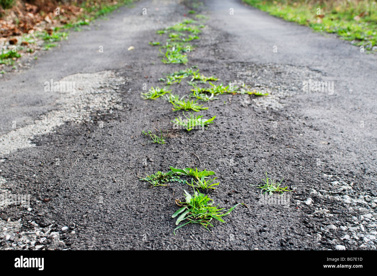 Rasen wächst durch Risse in den Asphalt auf der Straße, Cevennen, Südfrankreich Stockfoto