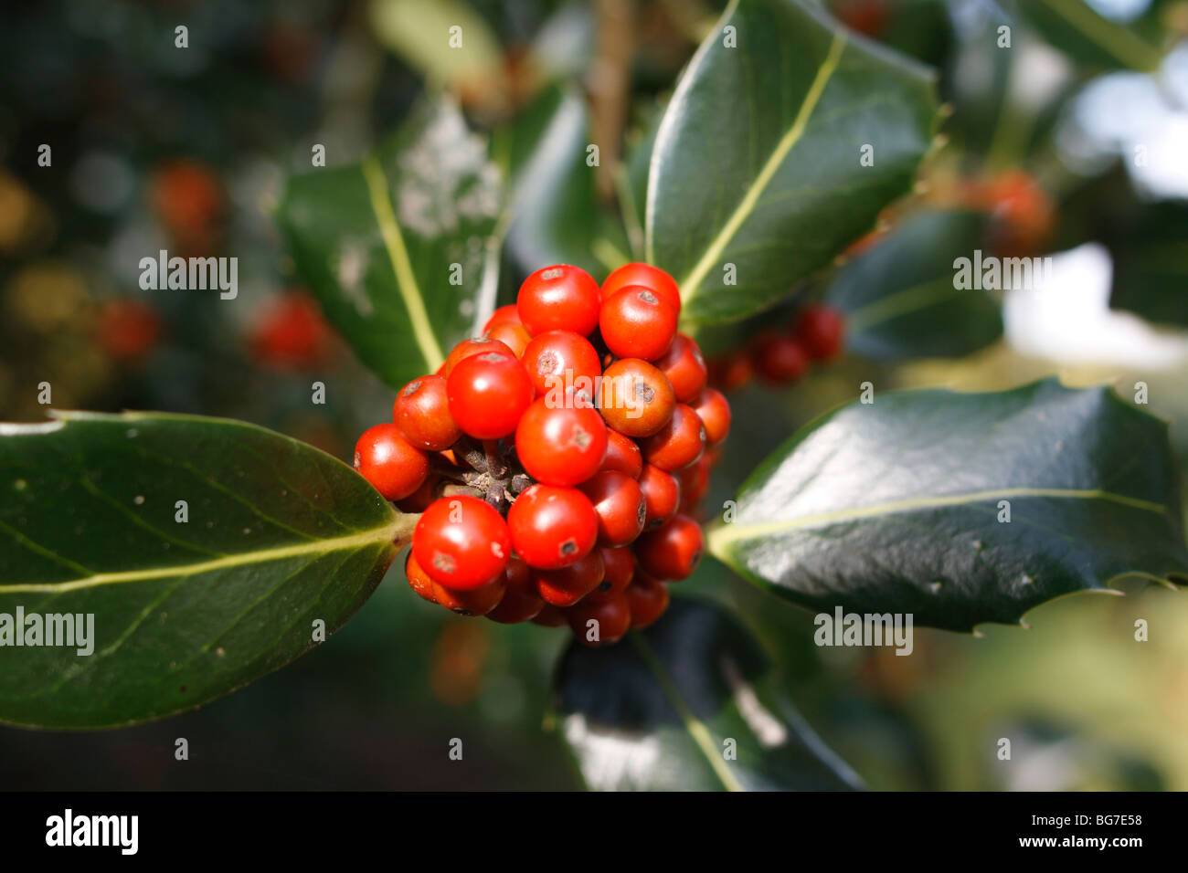 Kanarische Stechpalme, Ilex Perado mit Beeren Stockfotografie - Alamy