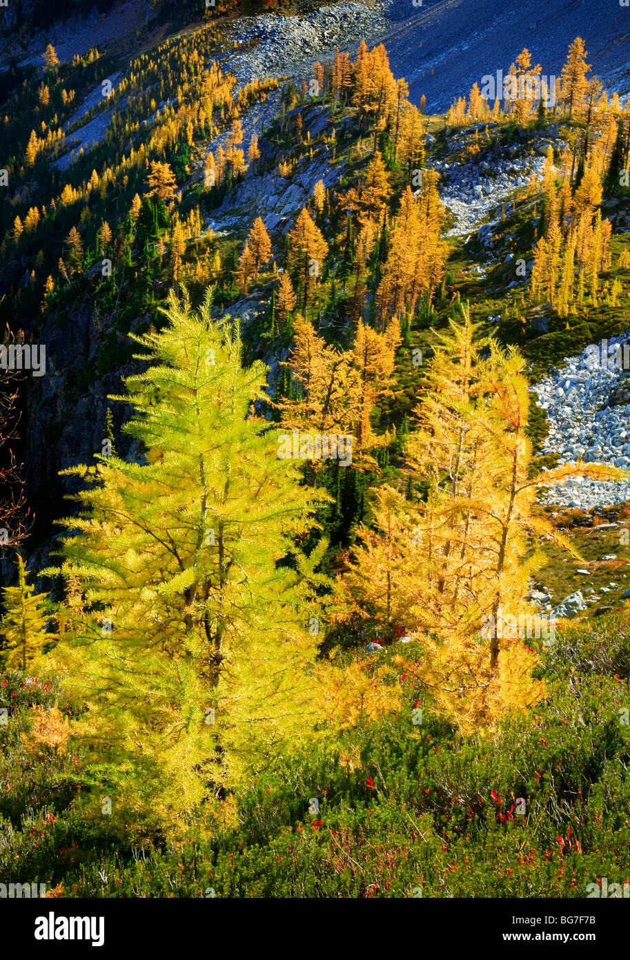 Berg-Lärchen am Ahorn Pass in North Cascades National Park Stockfoto