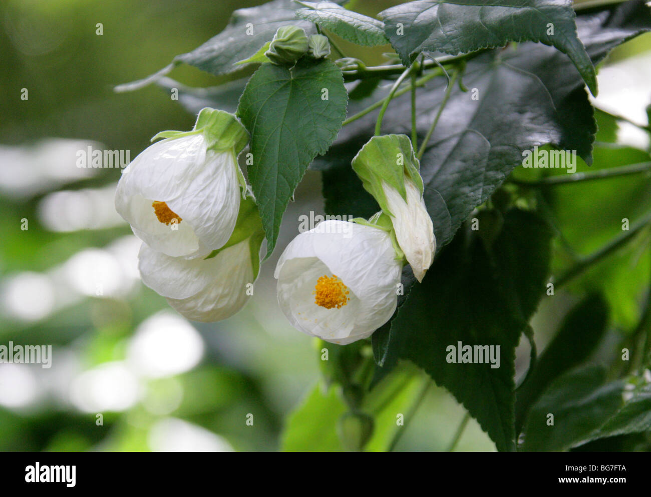 Abutilon, chinesische Glockenblume, chinesische Laterne, Mallow oder indische Mallow, Abutilon "Boule de Neige", Malvaceae. China, Asien Stockfoto