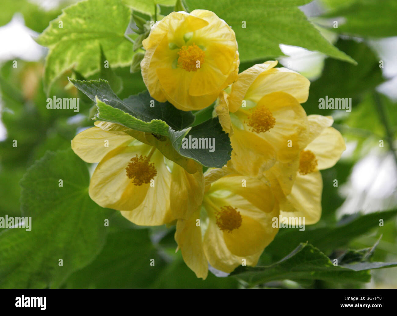 Abutilon, Blühender Ahorn, chinesische Glockenblume, chinesische Laterne, Abutilon 'Moonchimes', Malvaceae. China, Asien. Stockfoto