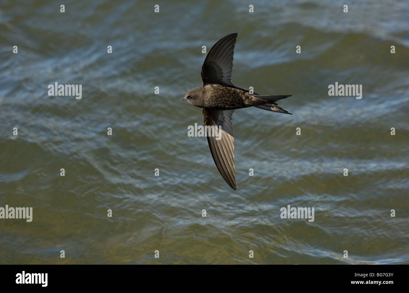 Mauersegler im Flug über Wasser Stockfoto