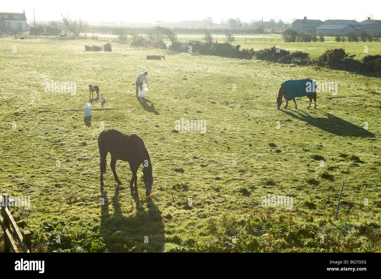 Man füttern Pferde auf Bauernhof Bauernhof in hellem Sonnenlicht Stockfoto