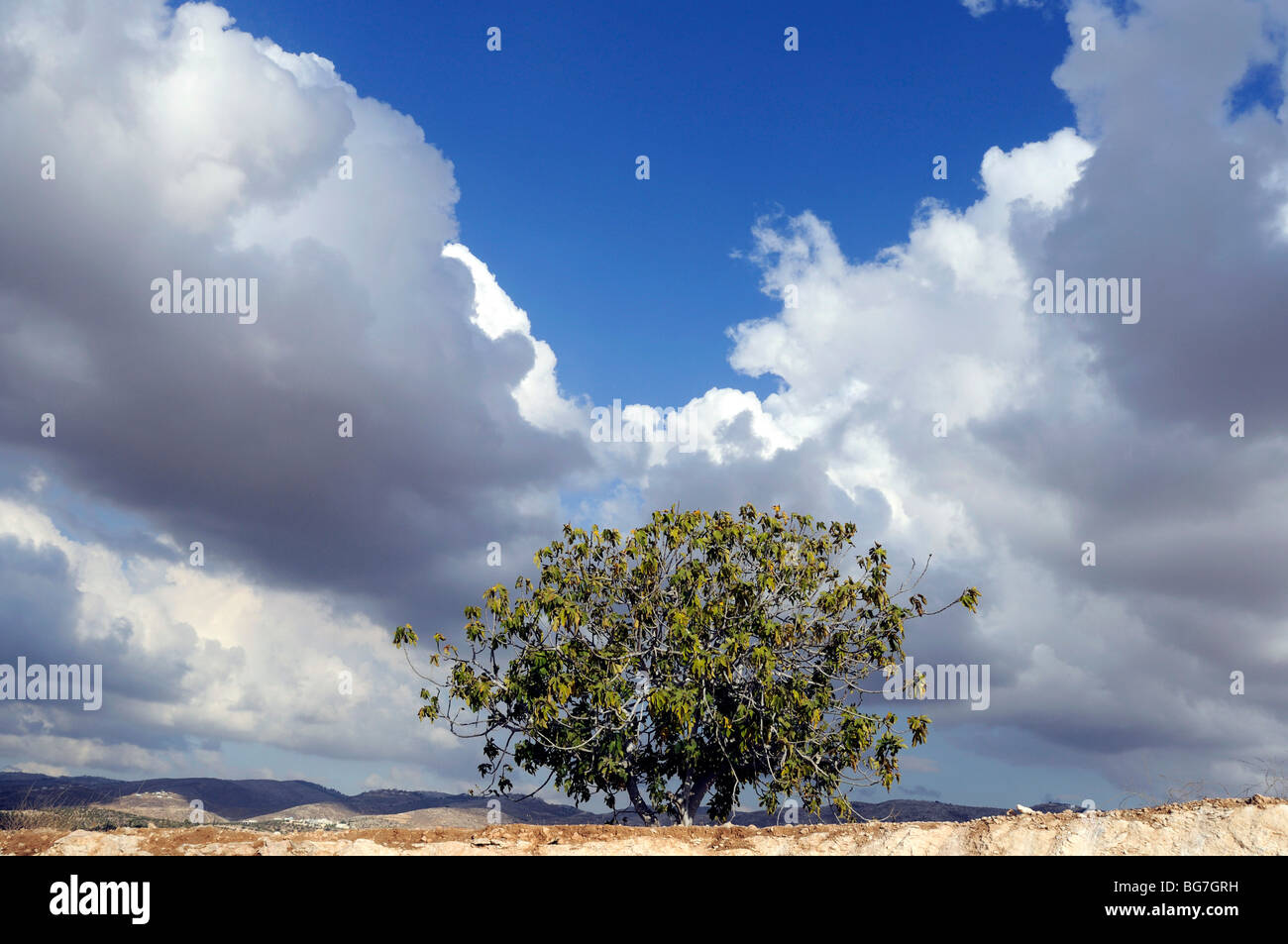 Israel, Negev, einsame Feigenbaum Stockfoto