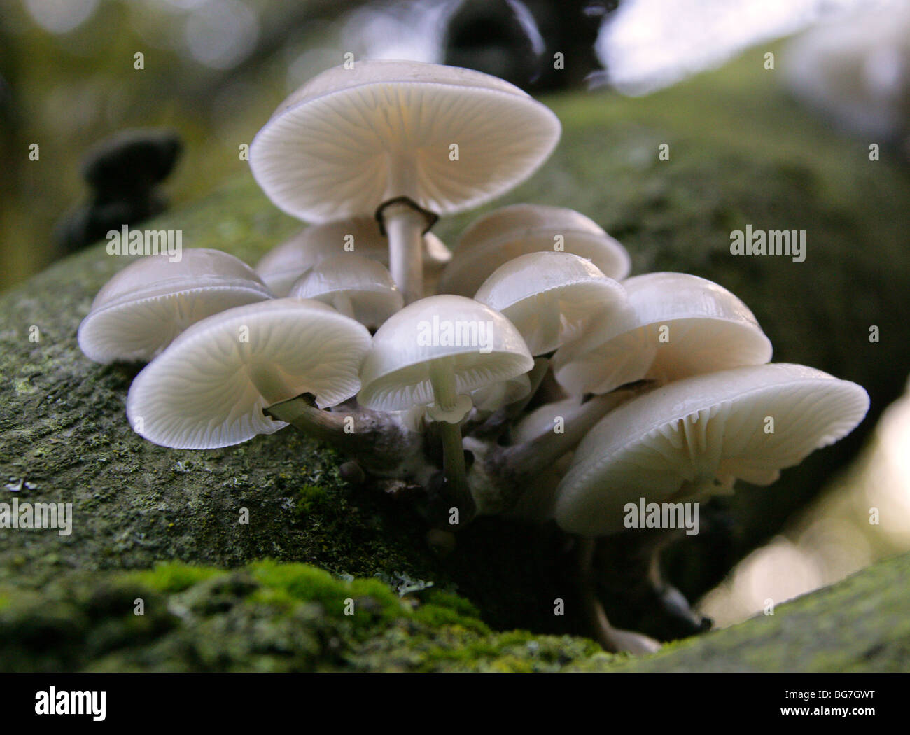 Porzellan-Pilz aka schleimige Buche Cap oder pochiertes Ei Pilz, Oudemansiella Mucida, Physalacriaceae Stockfoto