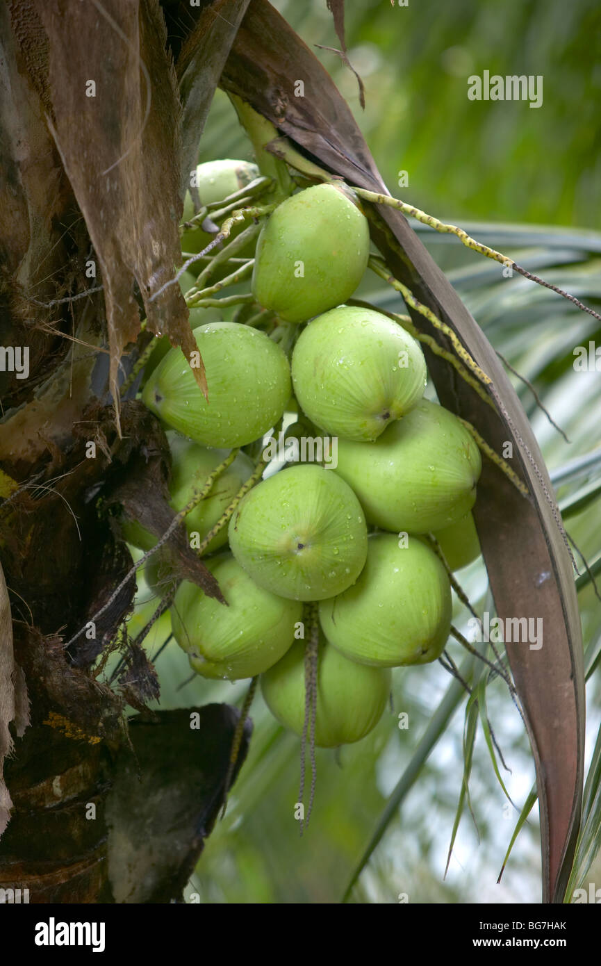 Kokosnüsse im Baum, Phuket, Thailand Stockfoto