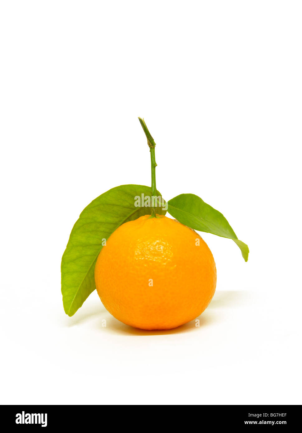 Eine Orange mit Stengel und Blätter. Stockfoto