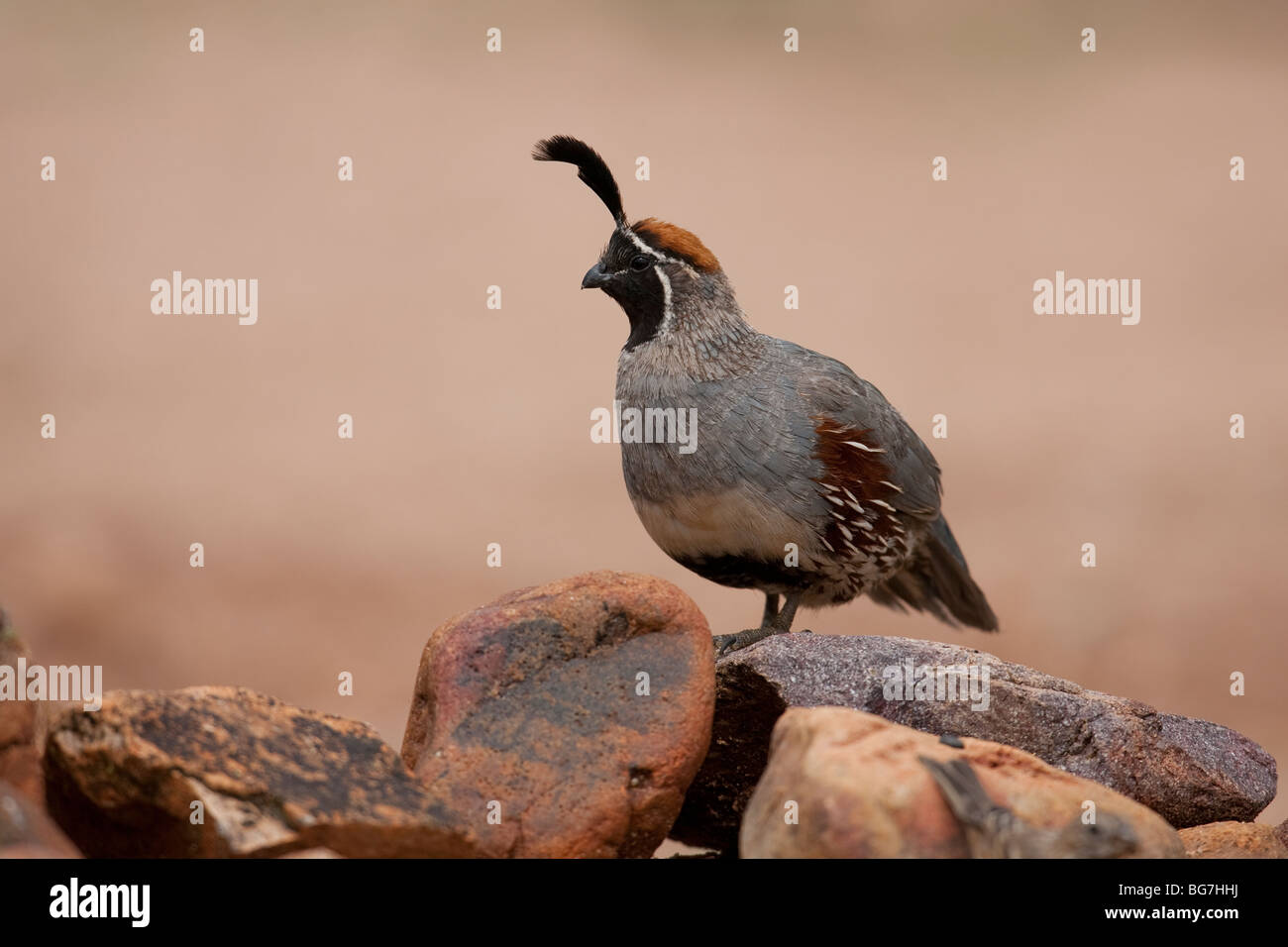 Die Gambels Wachteln (Art Gambelii Fulvipectus), männliche. Stockfoto