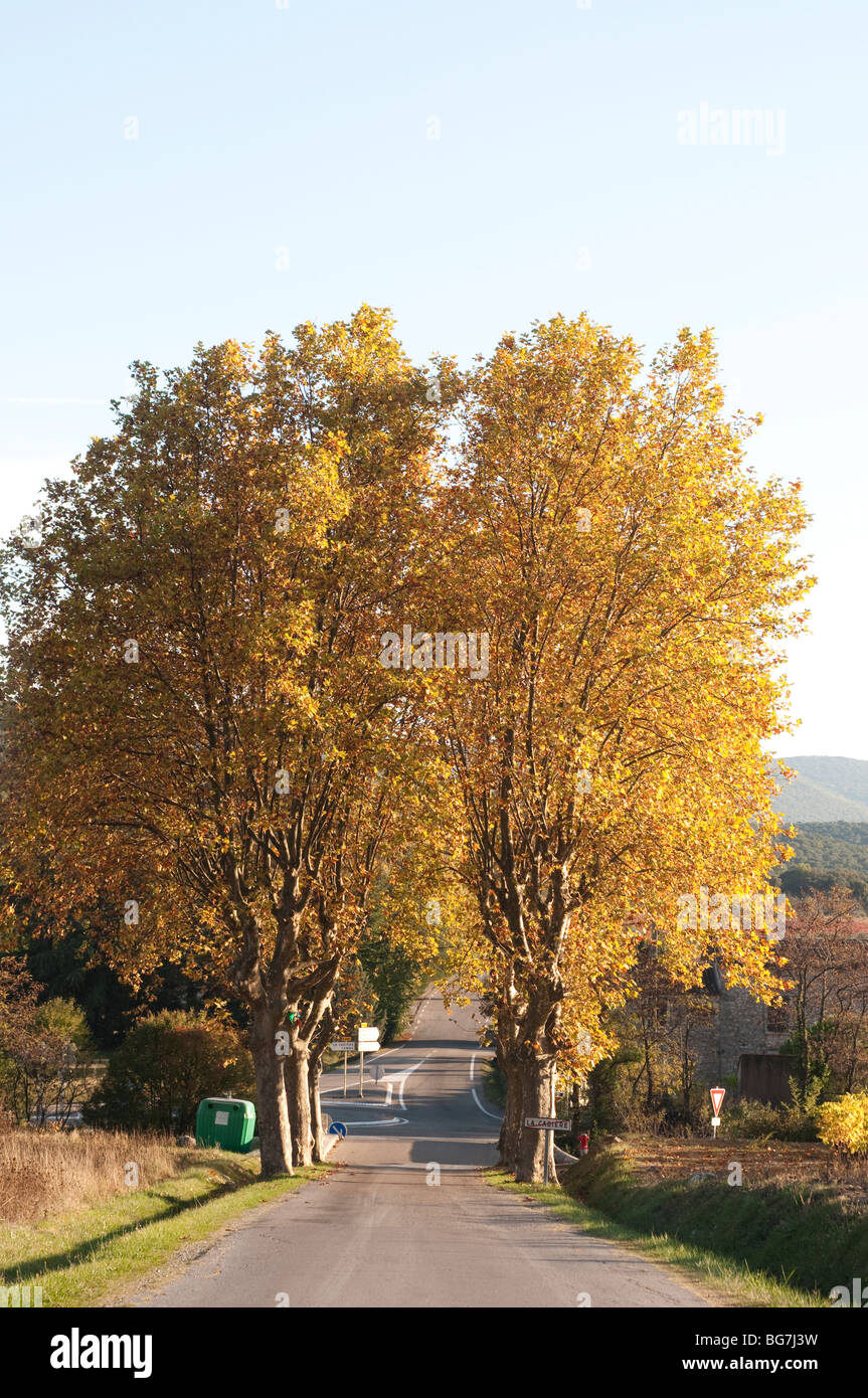 Platanen säumen die Straße, La Cadiere et-Cambo, Cevennen, Frankreich Stockfoto