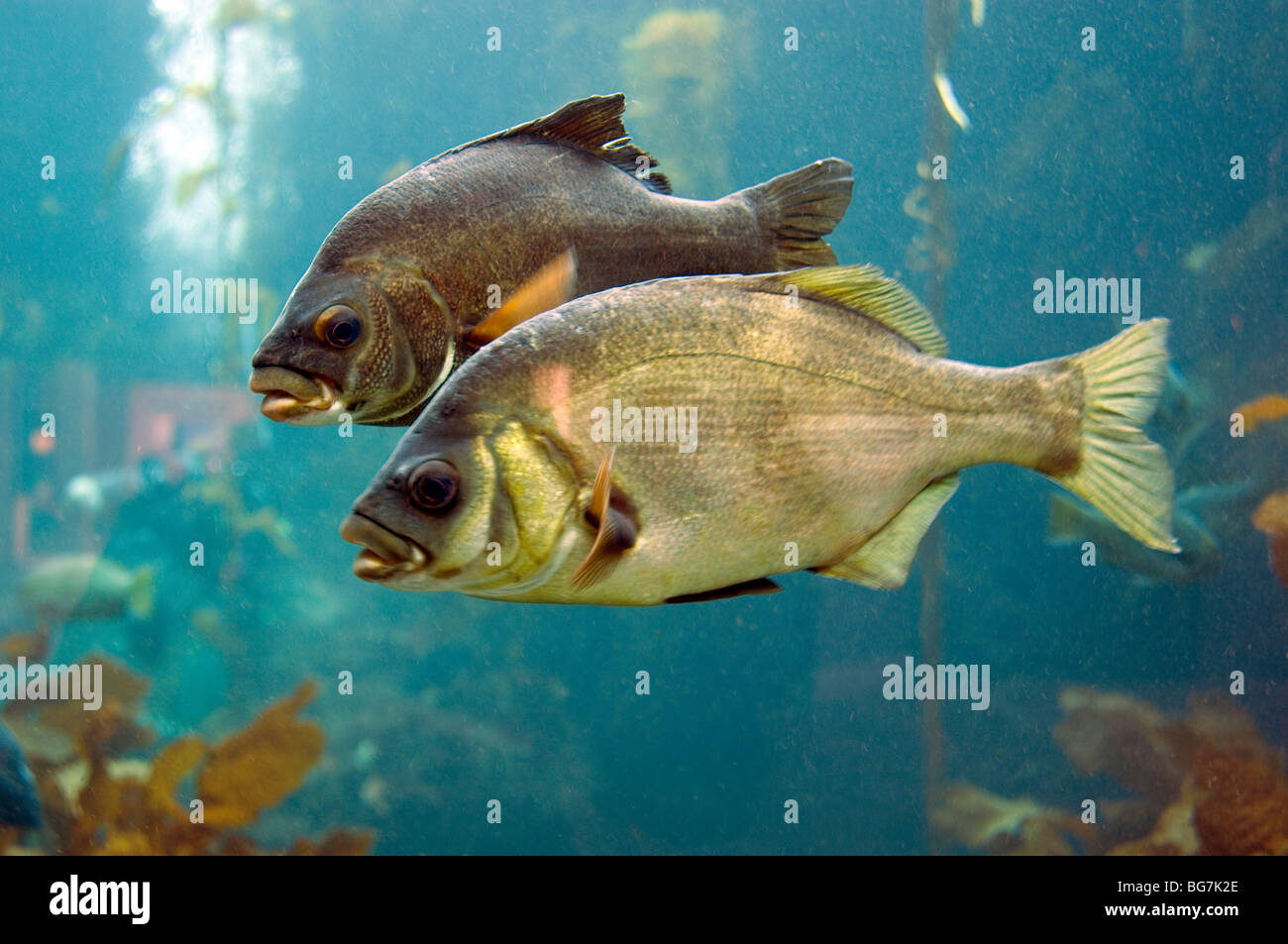 Fische im aquarium Stockfoto