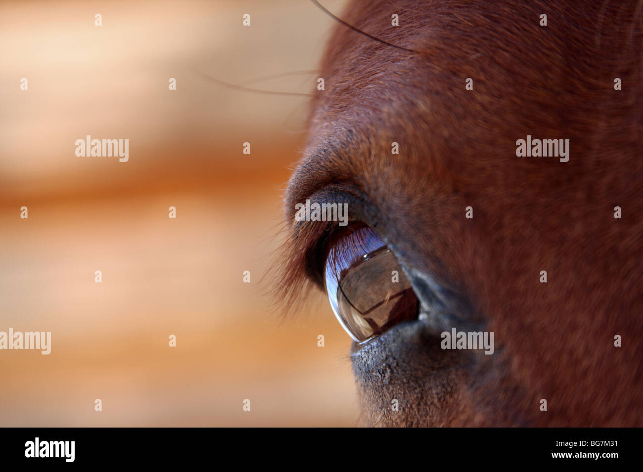 Nahaufnahme von einem Pferdeauge Stockfoto