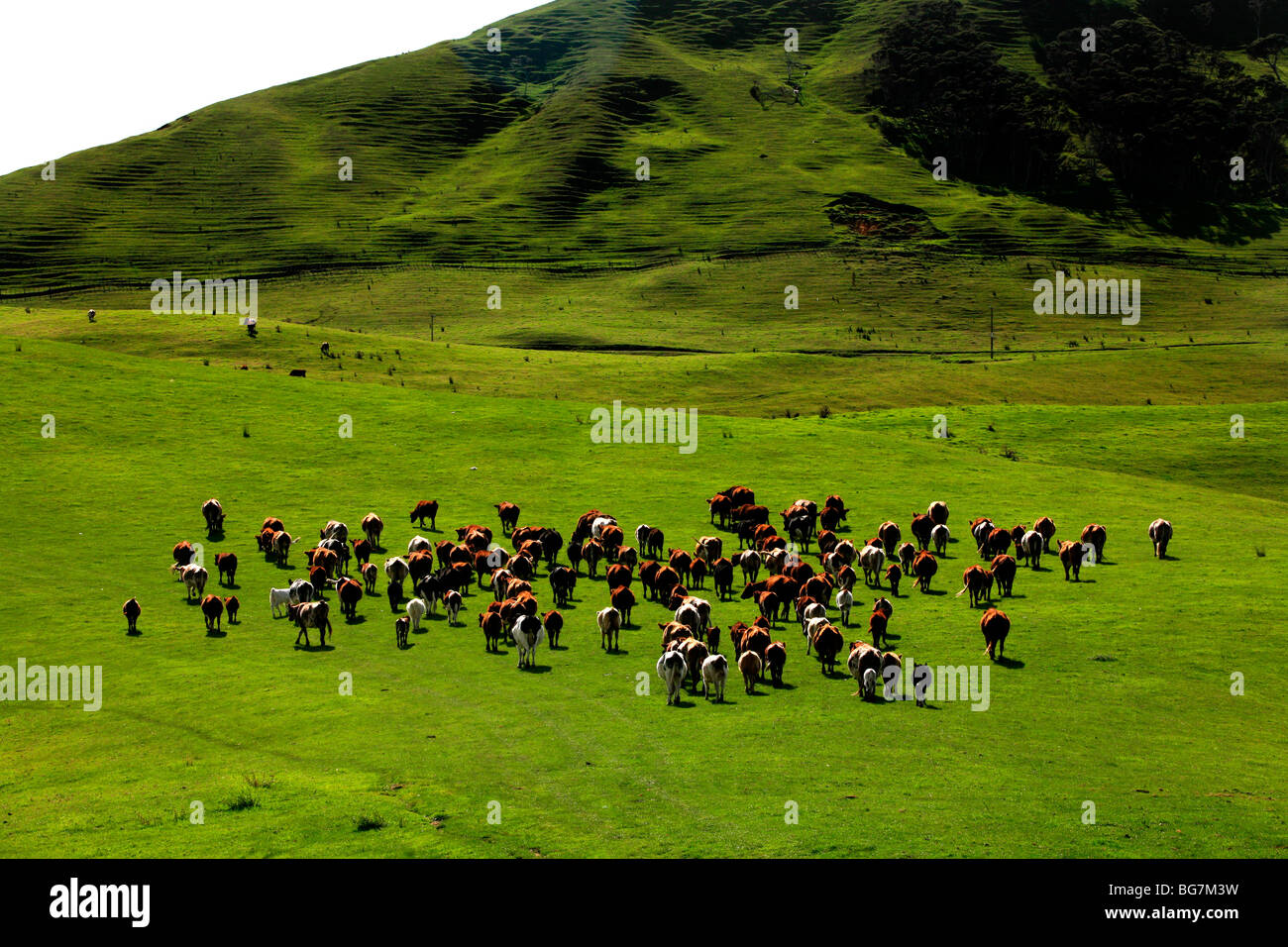 Herde von Rindern in Neuseeland Stockfoto