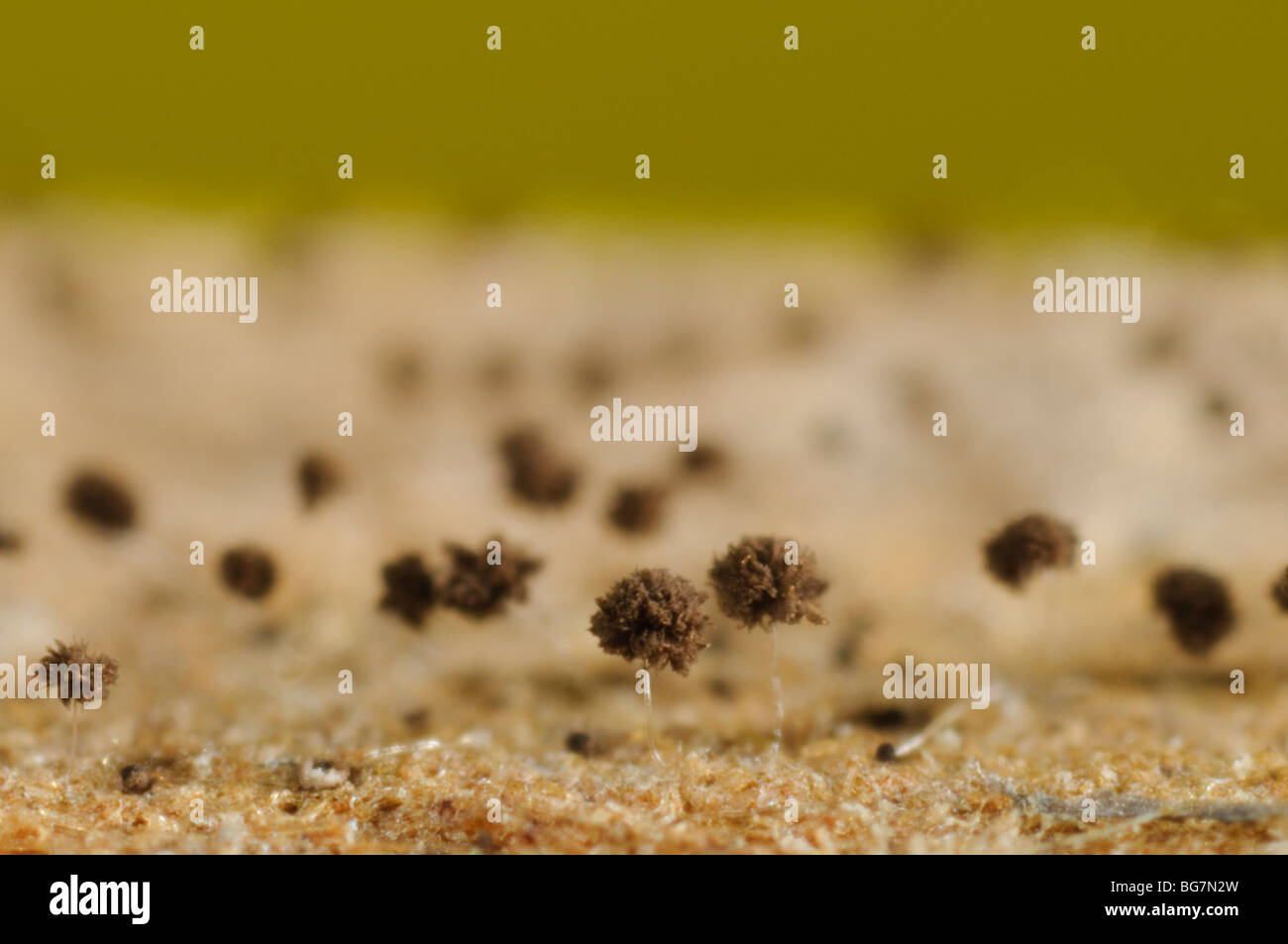Aromenpalette Körper eines Pilzes auf feuchten Holzbrett Stockfoto