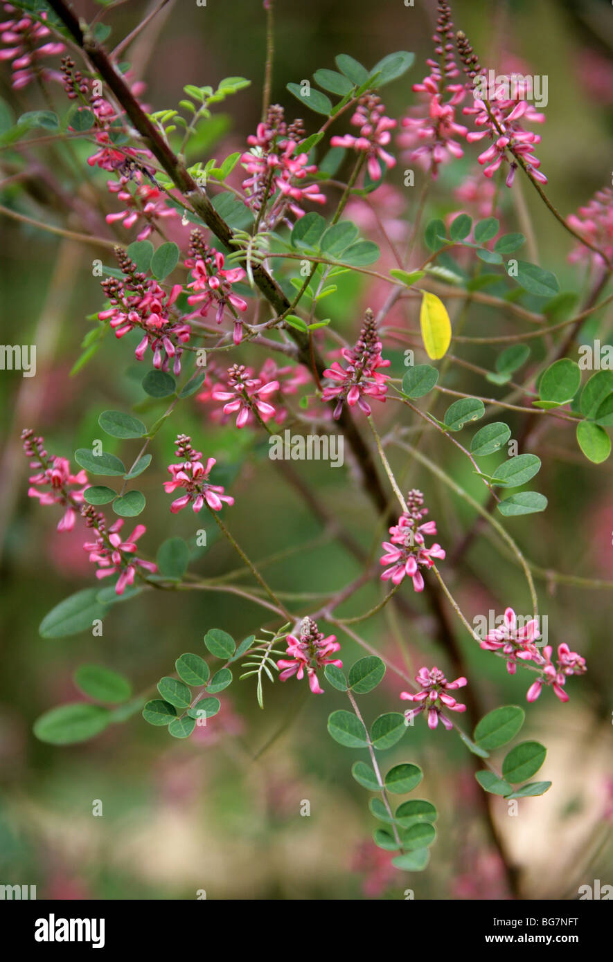 Rosa Blume Indigo, Indigofera Aff. Amblyantha, Fabaceae, China, Asien Stockfoto