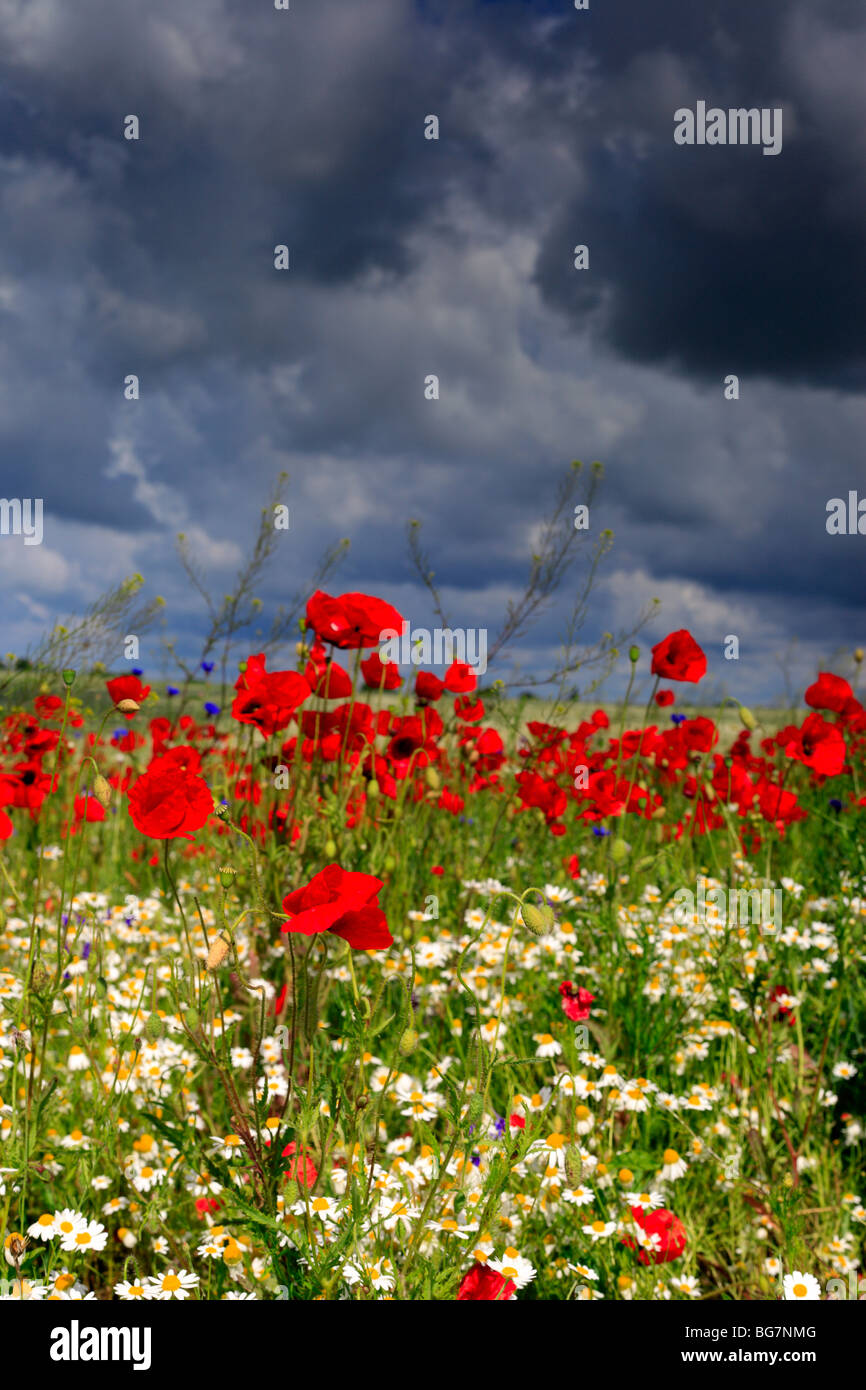 Rote Mohnblumen Feld, in der Nähe von Vladimir-Wolynskij, Volyn Oblast, Ukraine Stockfoto