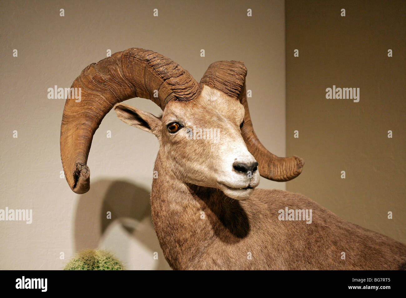 Big Horn Sheep, Ovis Canadensis Nelsoni, Nevada State Museum, Carson City, Nevada. Stockfoto