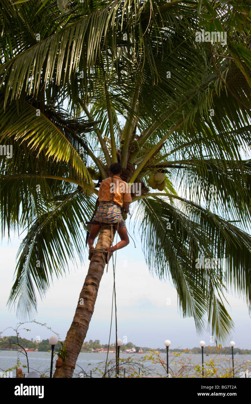 Indischer Mann Kokospalme Baum klettern Stockfoto
