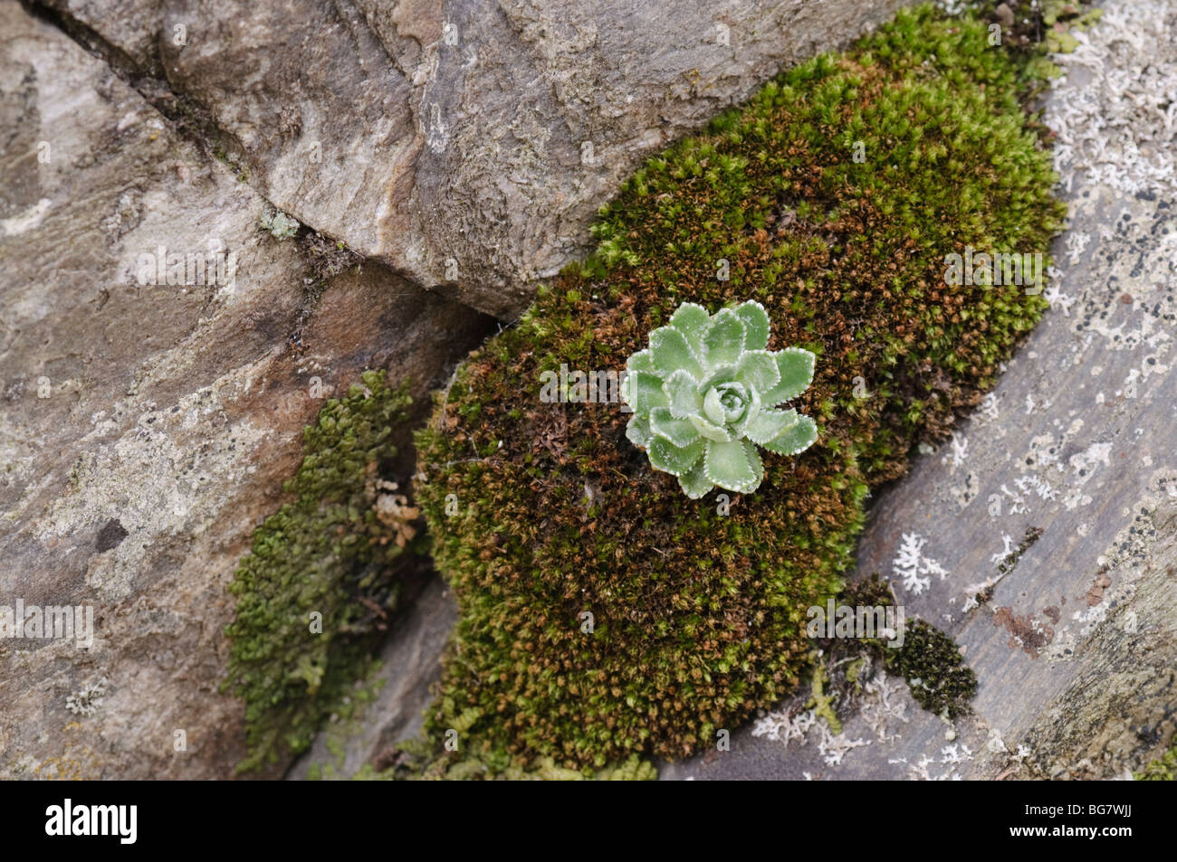 Crassulaceae Pflanze innerhalb von Moss in eine Felswand, Pyrenäen, Spanien Stockfoto