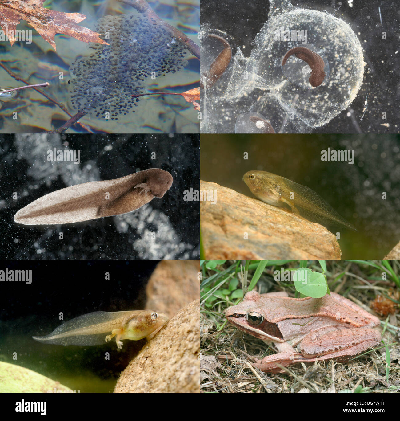 Der Lebenszyklus eines Frosches, vom Ei bis zum Erwachsenen. Stockfoto