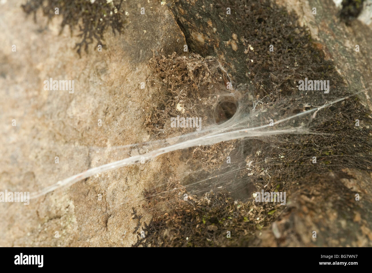 Tunnel Loch Web von einer Spinne, Spanien Stockfoto