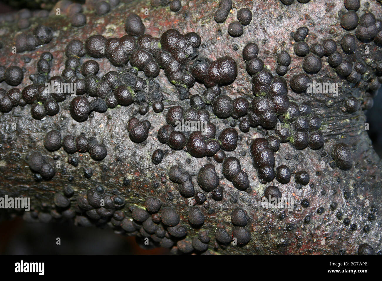 Buche Woodwart Pilze Hypoxylon Fragiforme genommen in Eastham Country Park, Wirral, Merseyside, UK Stockfoto