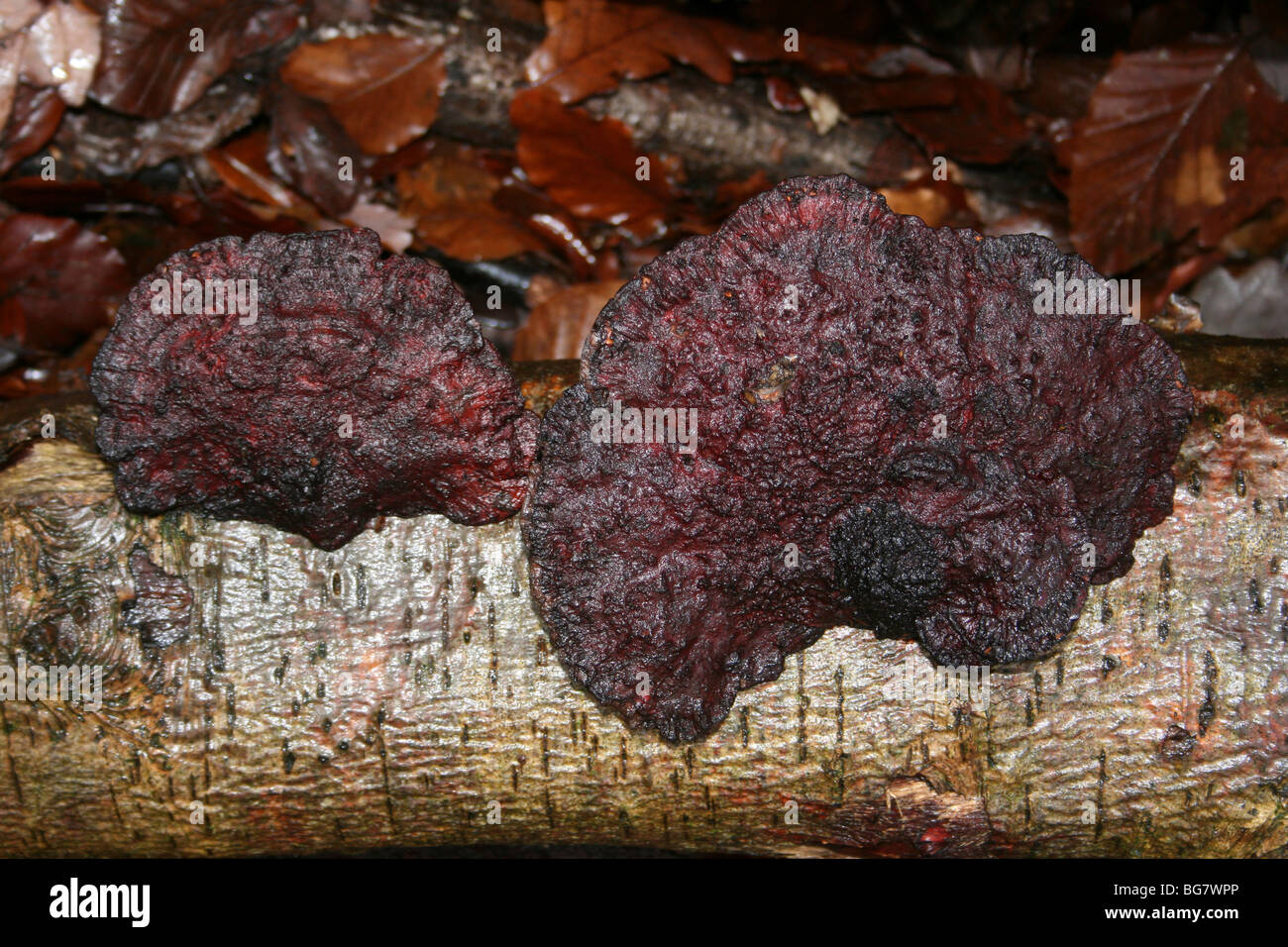 Erröten Halterung Daedaleopsis Confragosa genommen in Eastham Country Park, Wirral, Merseyside, Großbritannien Stockfoto