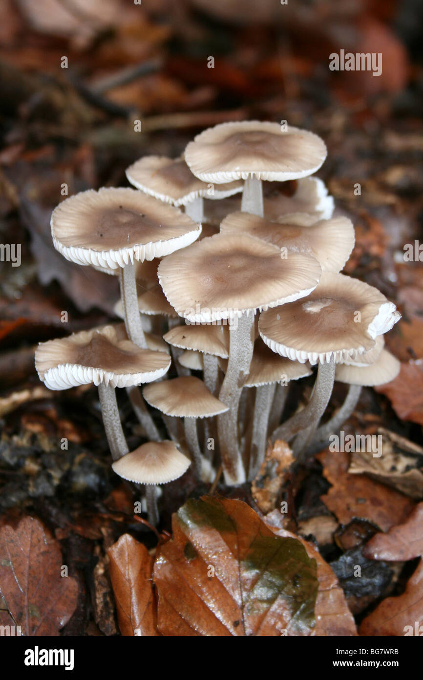 Gruppierten Toughshank Collybia Confluens genommen in Eastham Country Park, Wirral, Merseyside, UK Stockfoto