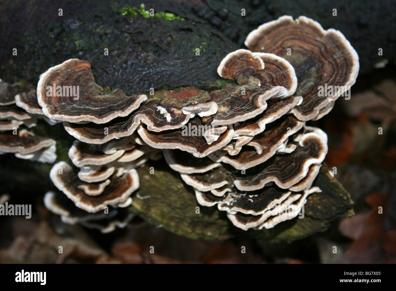 Türkei-Tail Trametes versicolor genommen in Eastham Country Park, Wirral, Merseyside, UK Stockfoto