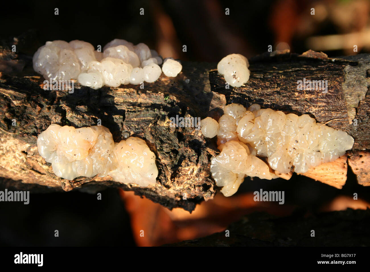 Weiße Hexen Butter Exidia Thuretiana genommen in Eastham Country Park, Wirral, Merseyside, Großbritannien Stockfoto