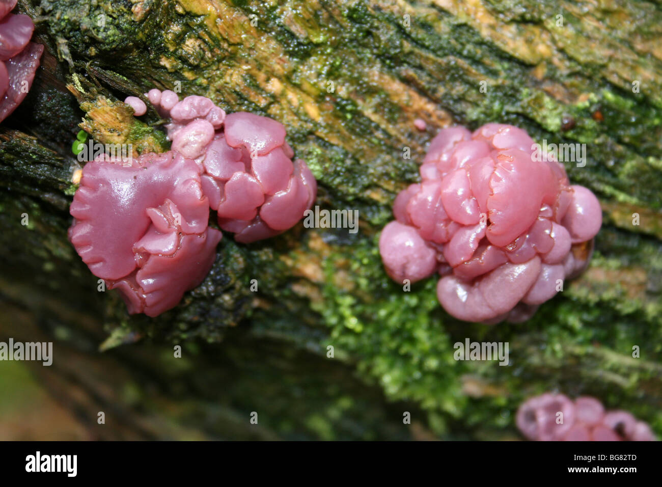 Lila Pilze Ascocoryne sarcoides Jellydisc in Eastham Country Park, Wirral, Merseyside, Großbritannien Stockfoto