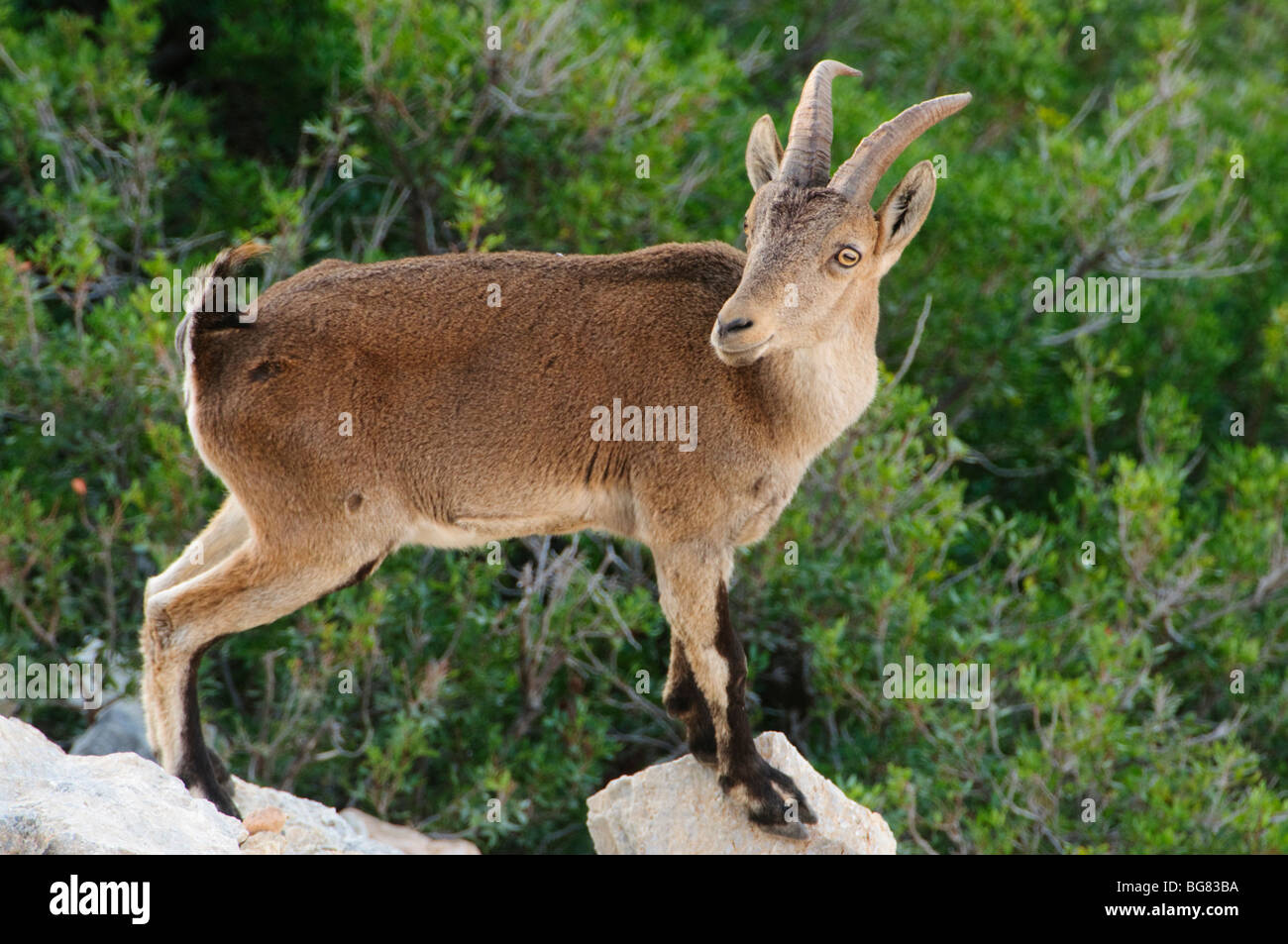 Spanische Steinböcke (Capra Pyrenaica) in den maritimen Klippen von Maro-Cerro Gordo Naturraum, Nerja, Spanien Stockfoto