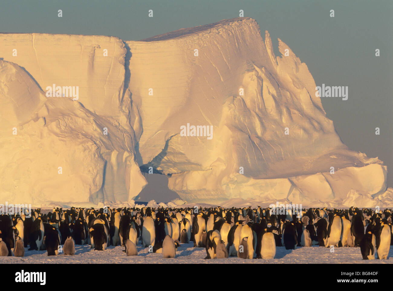 Kaiserpinguine (Aptenodytes Forsteri) und riesigen Eisberg, Atka Bucht, Antarktis. Stockfoto